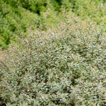 Abelia - grandiflora - Jelly Beans - Muabd