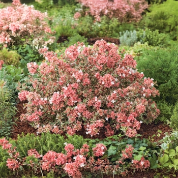 Abelia - ×grandiflora - Magic Daydream - Opstal303
