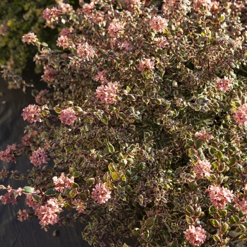 Abelia - grandiflora - Magic Daydream - Opstal303