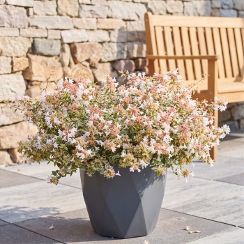 Abelia - ×grandiflora - Steredenn - Levabes
