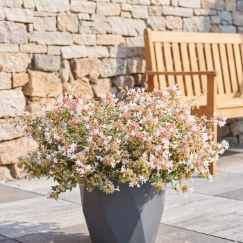 Abelia - ×grandiflora - Steredenn - Levabes