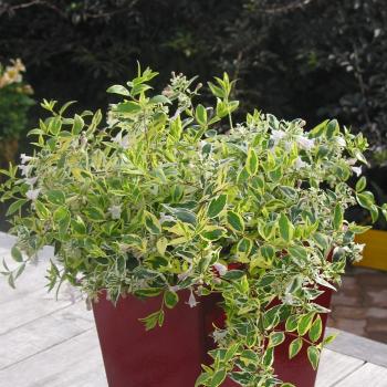 Abelia - × grandiflora - Hopleys - COV