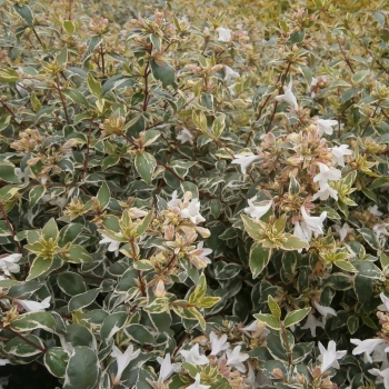Abelia - grandiflora - Steredenn - Levabes