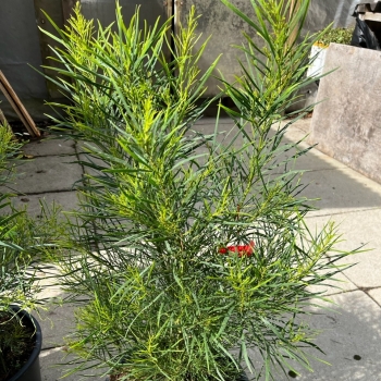 Acacia - retinodes - Galelac291 - Vivaldi - 