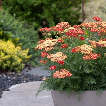 Achillea - hybride - Short Red / Compact Red Yellow - COV