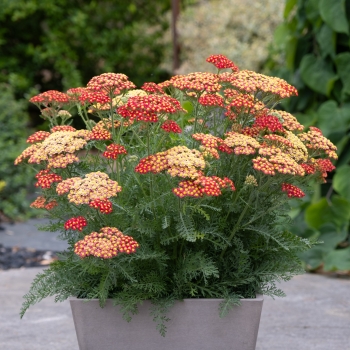 Achillea - hybride - Short Red / Compact Red Yellow - COV