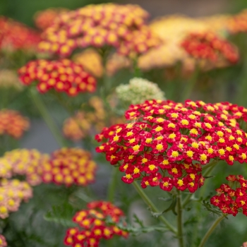 Achillea - hybride - Short Red / Compact Red Yellow - COV