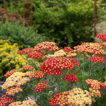 Achillea - hybride - Short Red / Compact Red Yellow - COV