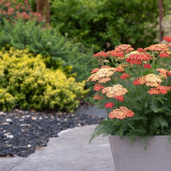 Achillea - hybride - Short Red / Compact Red Yellow - COV