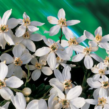 Choisya - ternata - Walberton's® Moonshine - Walcho