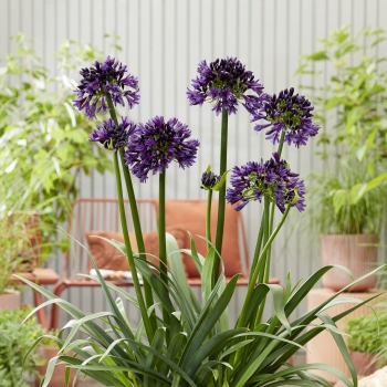 Agapanthus - hybride - BlackJack - DWAgHyb02