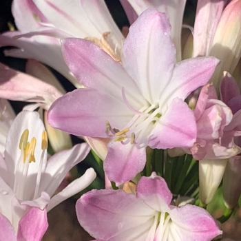 Agapanthus - hybride - Blush Pink - DWAgHybPi-01