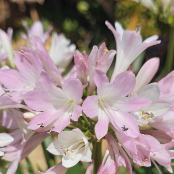 Agapanthus - hybride - Blush Pink - DWAgHybPi-01