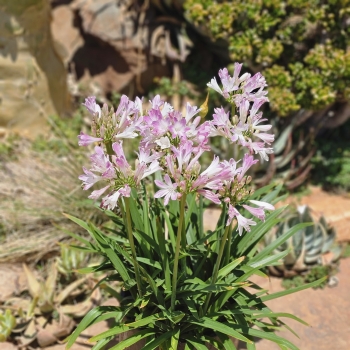 Agapanthus - hybride - Blush Pink - DWAgHybPi-01