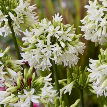 Agapanthus - hybride - Emerald Ice - DWAgHyb-18
