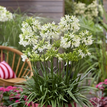 Agapanthus - hybride - Emerald Ice - DWAgHyb-18