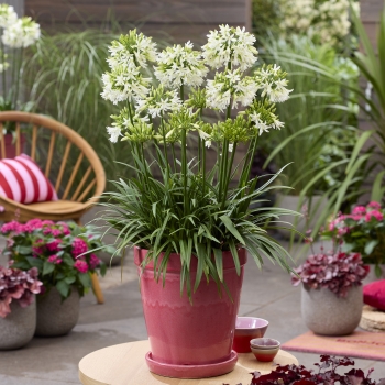 Agapanthus - hybride - Emerald Ice - DWAgHyb-18