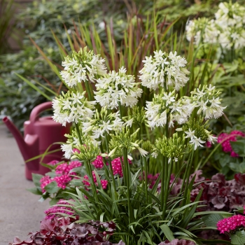 Agapanthus - hybride - Emerald Ice - DWAgHyb-18