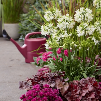 Agapanthus - hybride - Emerald Ice - DWAgHyb-18