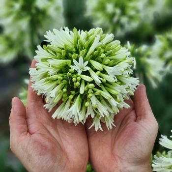 Agapanthus - hybride - Emerald Ice - DWAgHyb-18