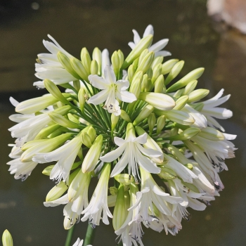 Agapanthus - hybride - Emerald Ice - DWAgHyb-18