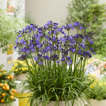 Agapanthus - hybride - Fairy Blue - DWAgHyb21