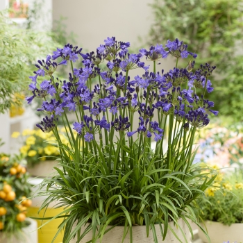 Agapanthus - hybride - Fairy Blue - DWAgHyb21