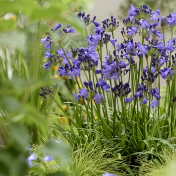 Agapanthus - hybride - Fairy Blue - DWAgHyb21