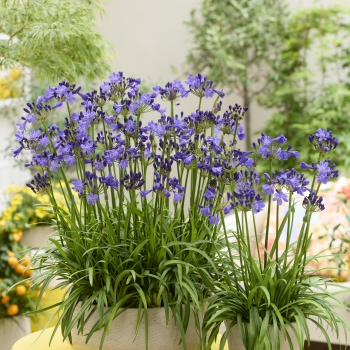 Agapanthus - hybride - Fairy Blue - DWAgHyb21