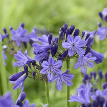 Agapanthus - hybride - Fairy Blue - DWAgHyb21