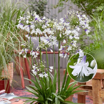 Agapanthus - hybride - Fireworks - MDB001
