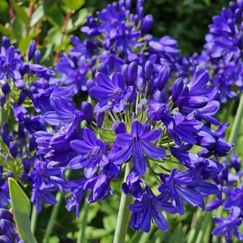 Agapanthus - hybride - Flower of Love - PC 11107