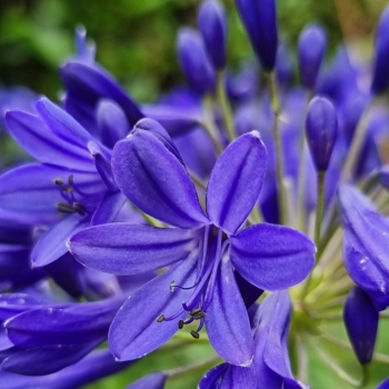 Agapanthus - hybride - Flower of Love - PC 11107