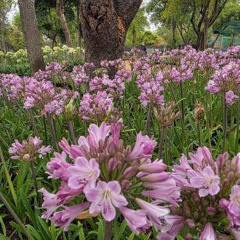 Agapanthus - hybride - Poppin'® Pink - 2020-07
