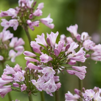 Agapanthus - hybride - Poppin'® Pink - 2020-07