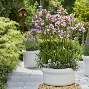 Agapanthus - hybride - Poppin'® Pink - 2020-07