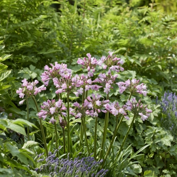 Agapanthus - hybride - Poppin'® Pink - 2020-07