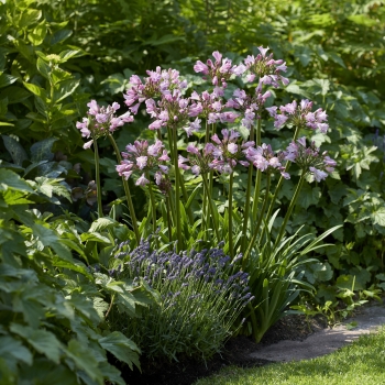Agapanthus - hybride - Poppin'® Pink - 2020-07