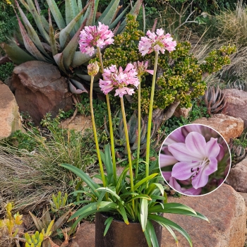 Agapanthus - hybride - Poppin Pink - 2020-07