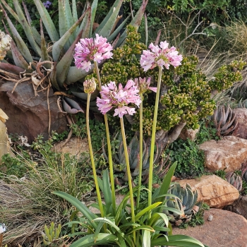 Agapanthus - hybride - Poppin Pink - 2020-07