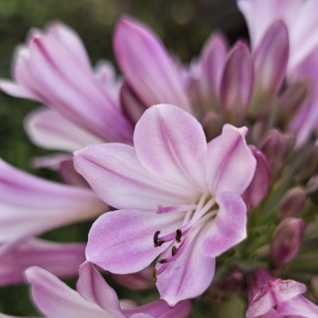Agapanthus - hybride - Poppin Pink - 2020-07