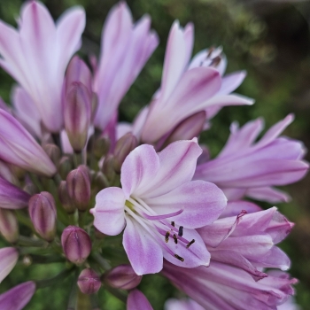 Agapanthus - hybride - Poppin Pink - 2020-07