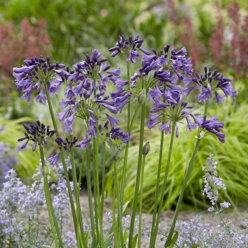 Agapanthus - hybride - Poppin' Purple - PM003