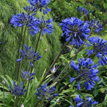 Agapanthus - hybride - Brillant Blue - Aga04051