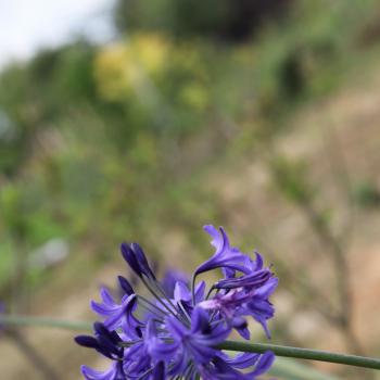 Agapanthus - hybride - Northern Star - Notfred