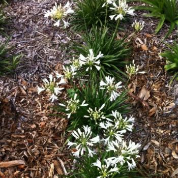 Agapanthus  - hybride - Mi Casa - COV