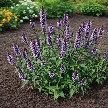 Agastache - hybride - Beelicious Blue - Agabl