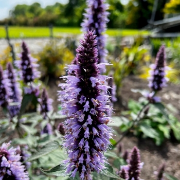 Agastache - hybride - Beelicious Blue - Agabl