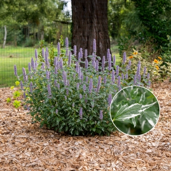 Agastache - hybride - Crazy Fortune - Atenduis