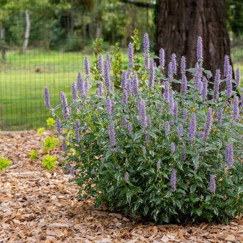 Agastache - hybride - Crazy Fortune - Atenduis